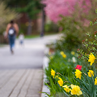 flowers with person walking on path