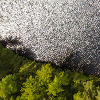 pond and trees aerial view